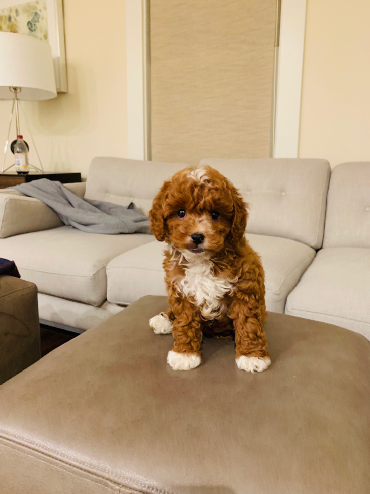 Adorable Cavoodle Poodle Mix Puppy