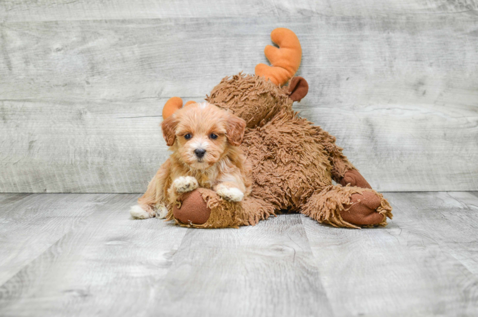 Best Mini Bernedoodle Baby