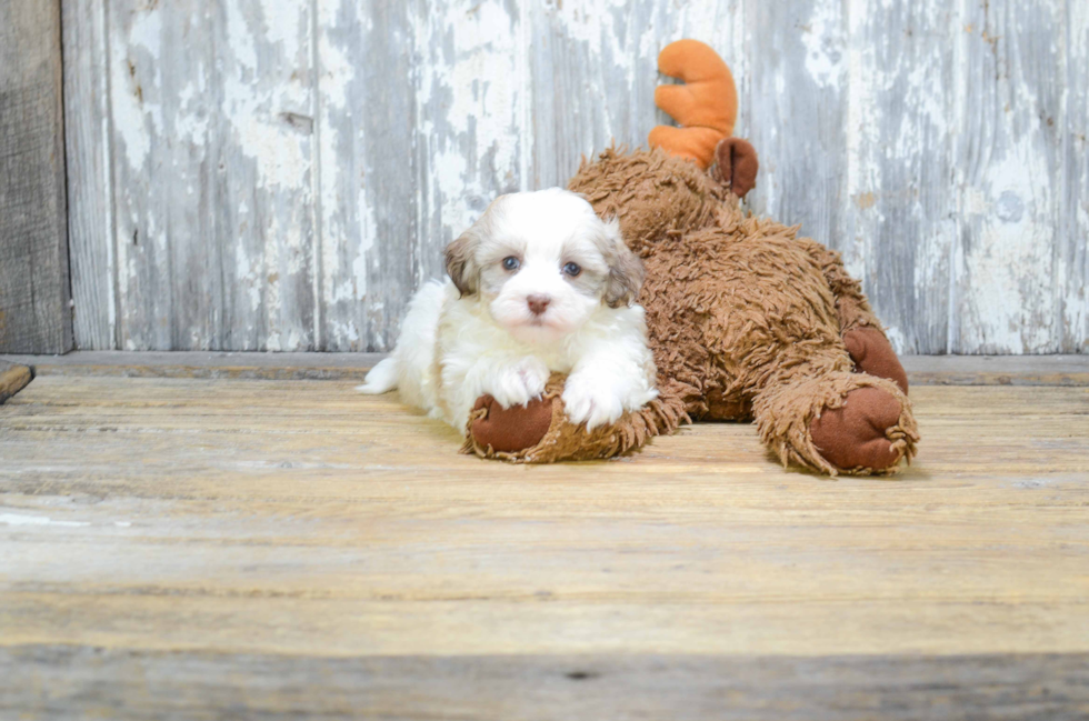 Havanese Puppy for Adoption