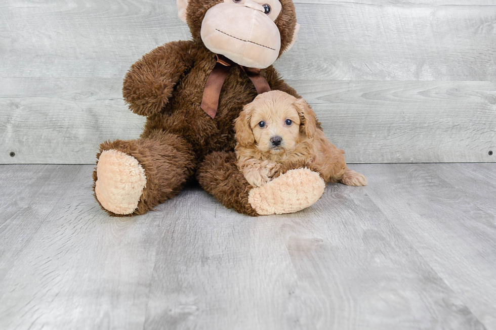 Cavapoo Puppy for Adoption