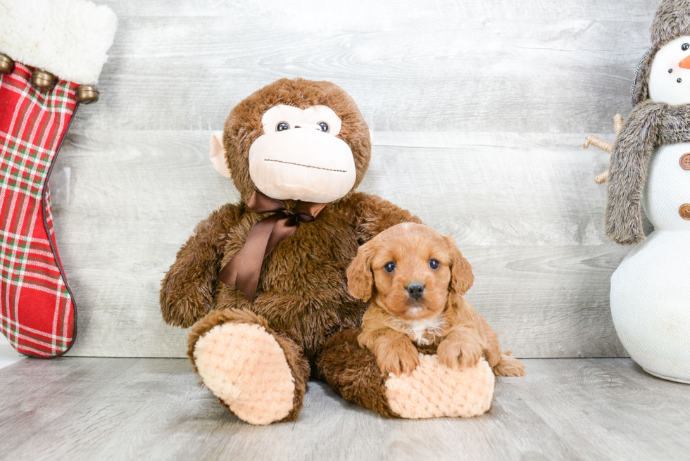 Cavapoo Pup Being Cute