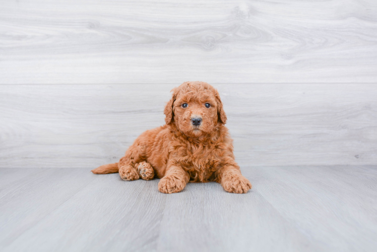 Best Mini Goldendoodle Baby