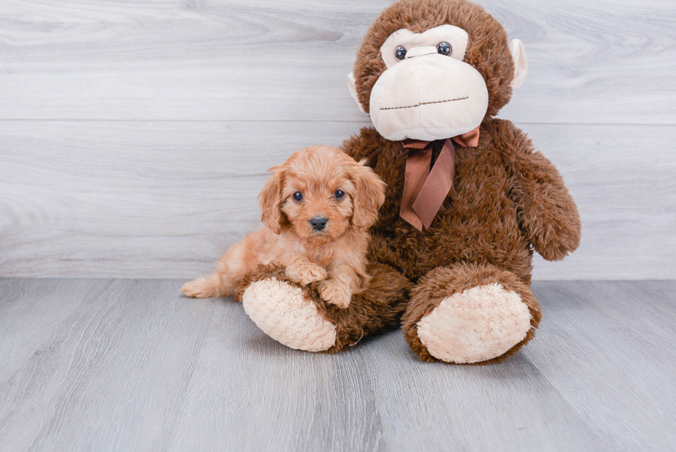 Cavapoo Pup Being Cute