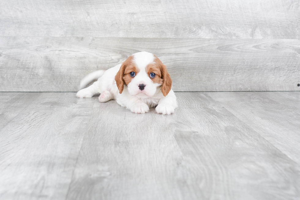 Small Cavalier King Charles Spaniel Purebred Pup