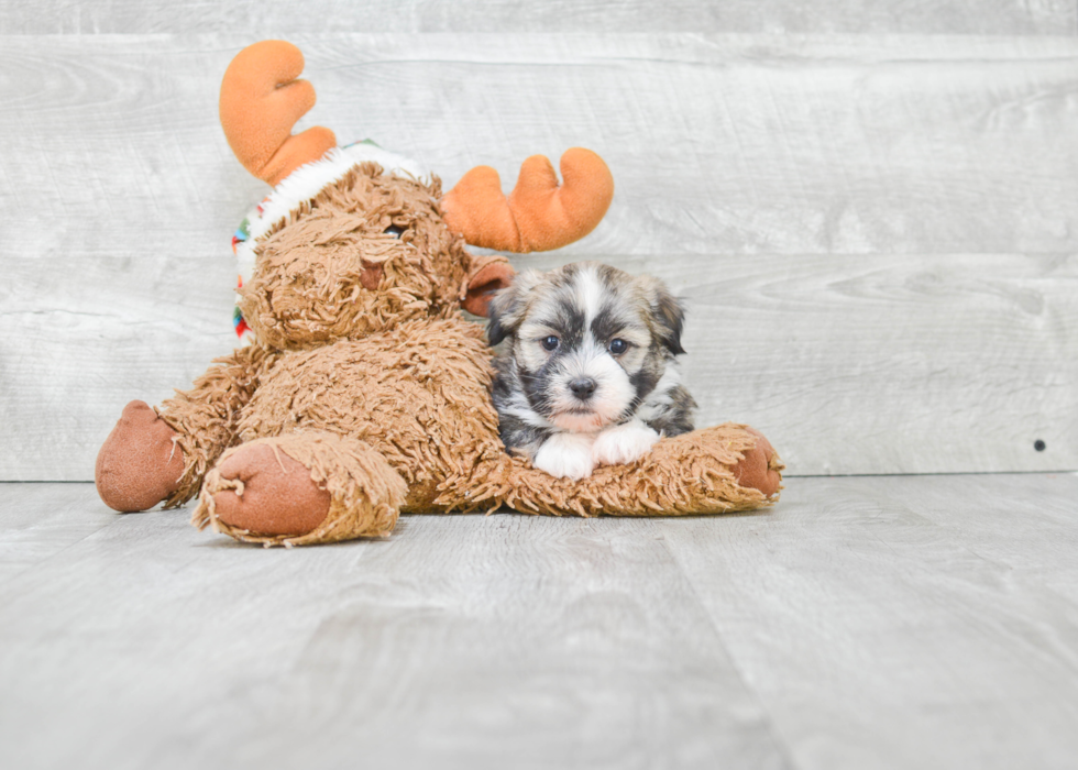 Havanese Puppy for Adoption