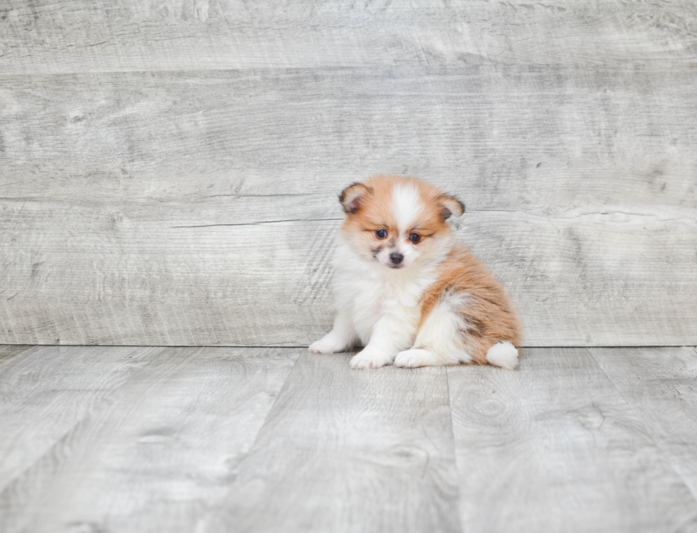 Playful Pomeranian Baby