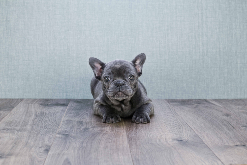 Best French Bulldog Baby