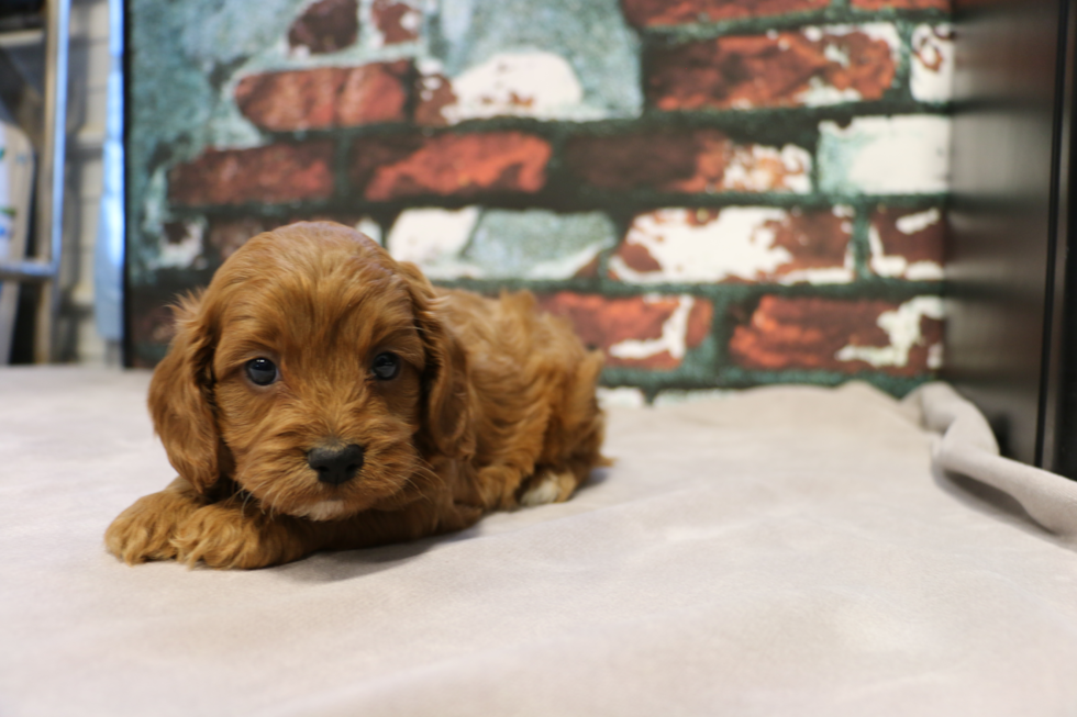 Cavapoo Pup Being Cute