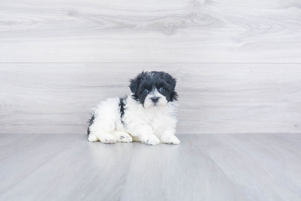 Popular Havanese Purebred Pup