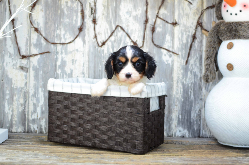 Little Cavalier King Charles Spaniel Baby