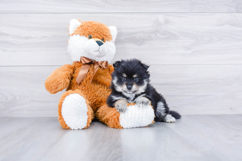 Playful Pomeranian Baby