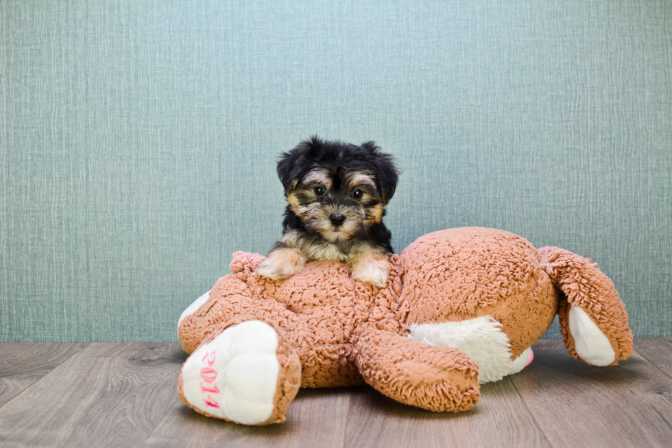 Sweet Morkie Baby