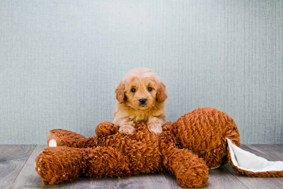 Mini Goldendoodle Pup Being Cute