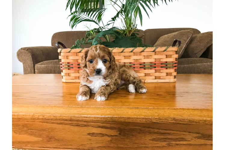 Adorable Cavoodle Poodle Mix Puppy