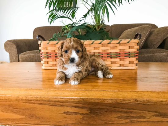 Adorable Cavoodle Poodle Mix Puppy