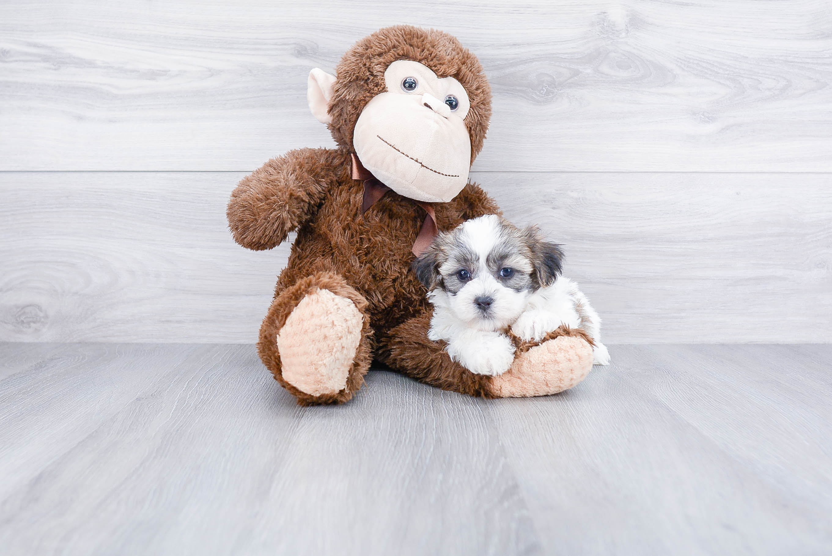 Teddy Bear Puppy for Adoption