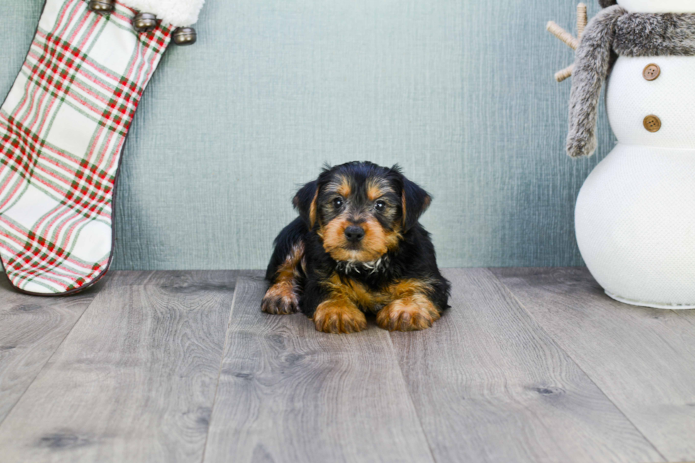 Meet Snickers - our Yorkshire Terrier Puppy Photo 