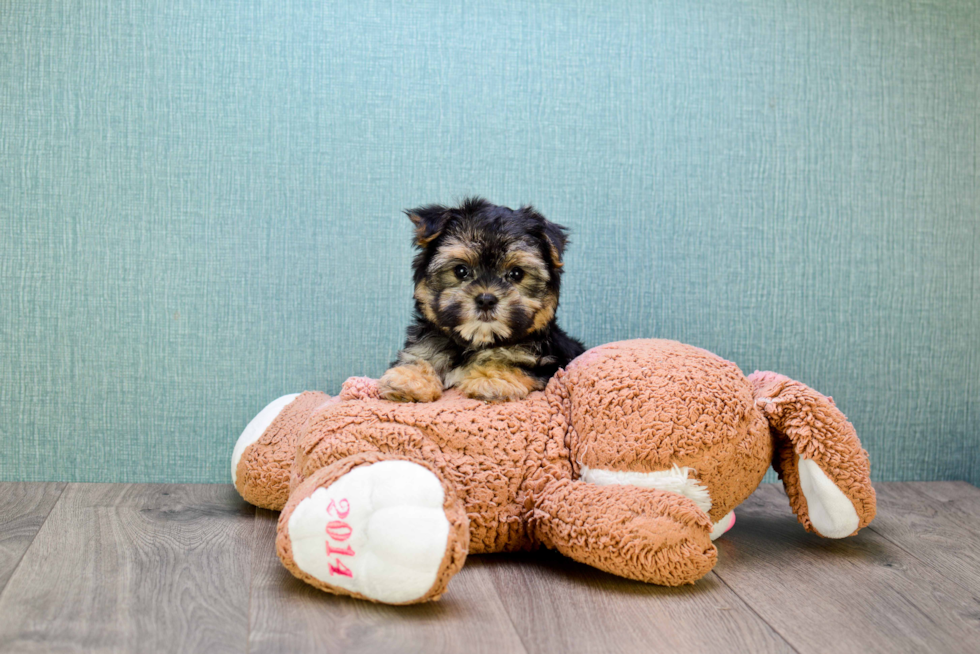 Fluffy Morkie Designer Pup