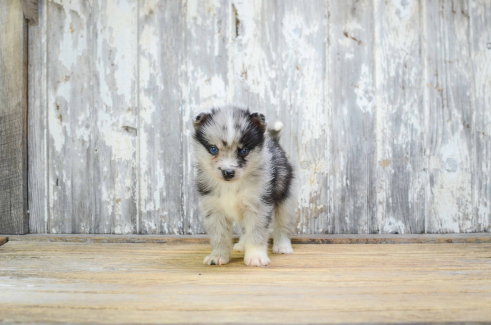 Happy Pomsky Baby