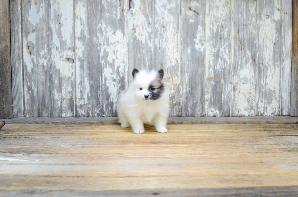 Playful Pomeranian Baby