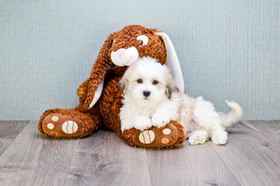 Best Havanese Baby