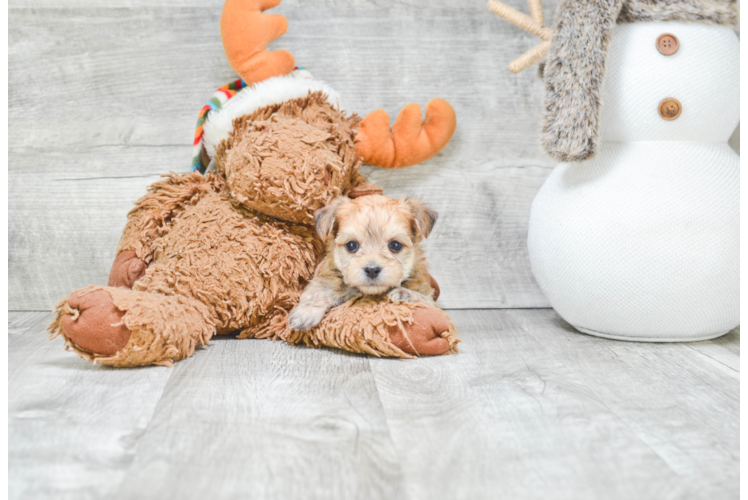 Morkie Pup Being Cute