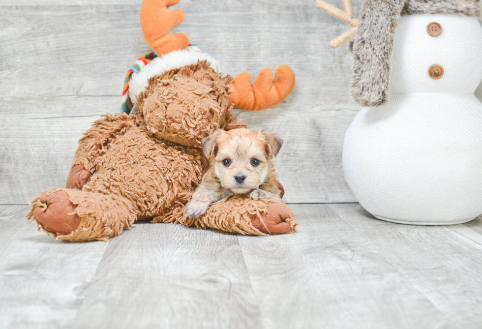 Morkie Pup Being Cute