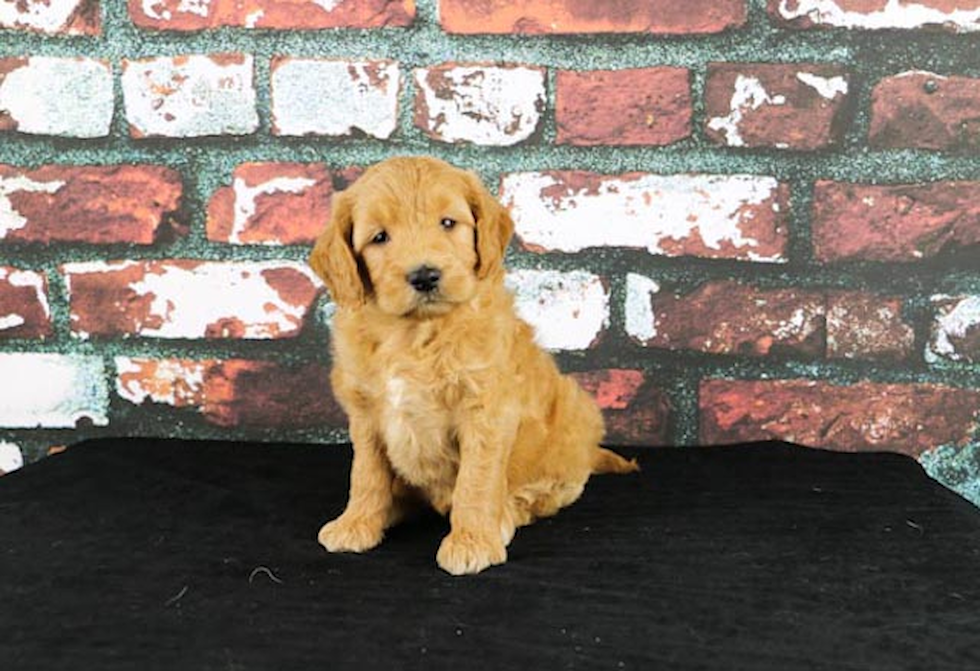 Mini Goldendoodle Puppy for Adoption