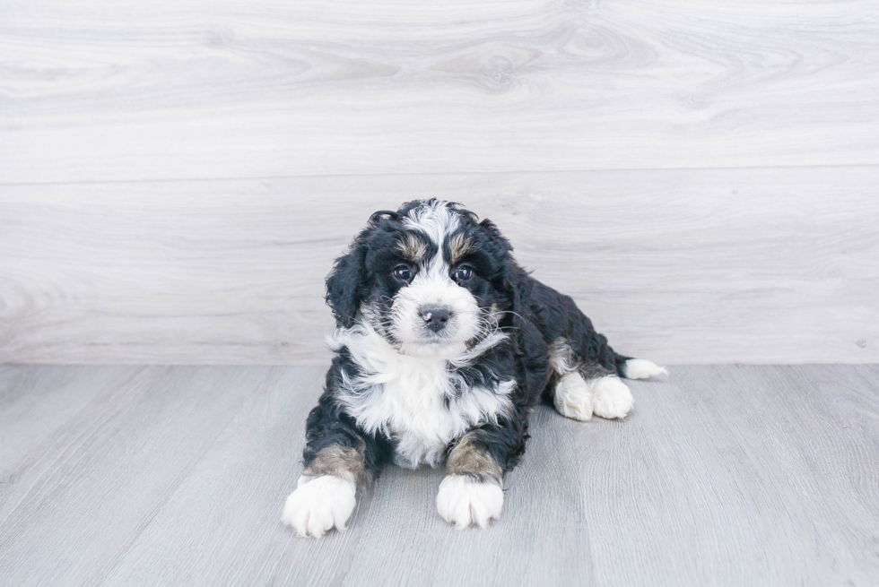 Smart Mini Bernedoodle Poodle Mix Pup