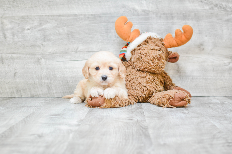 Friendly Cavachon Baby