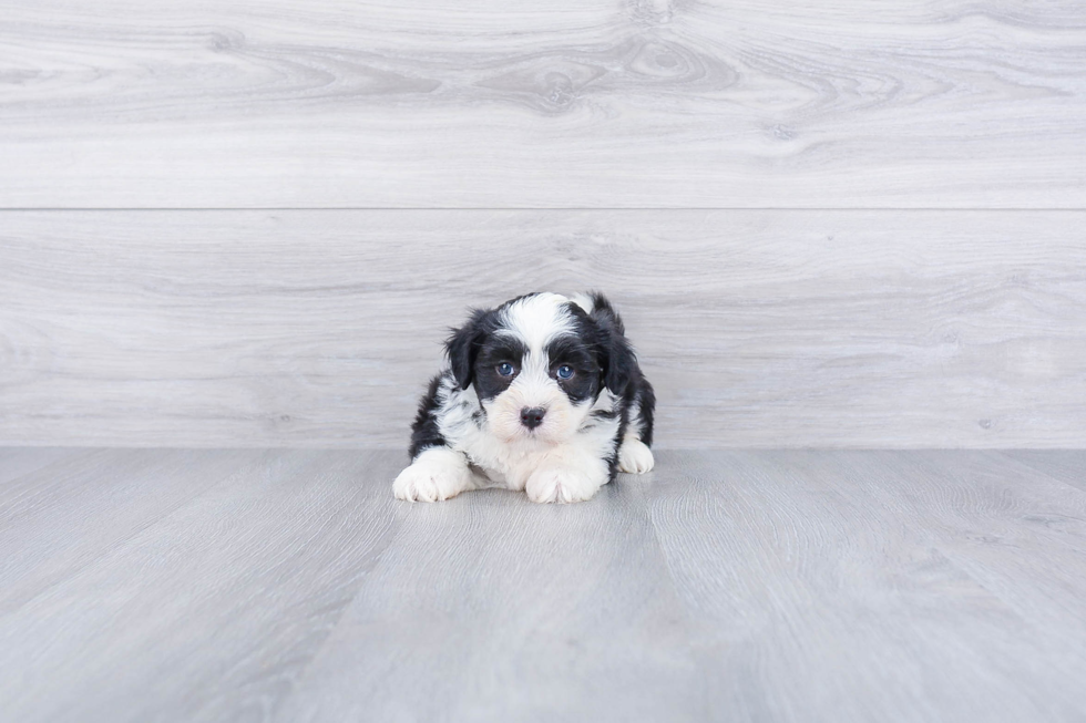 Cute Havanese Purebred Puppy