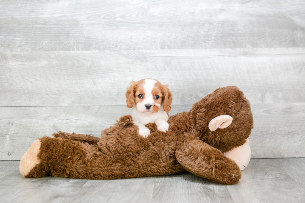 Playful Cavalier King Charles Spaniel Baby