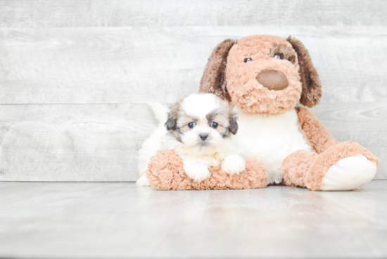 Hypoallergenic Shichon Designer Puppy