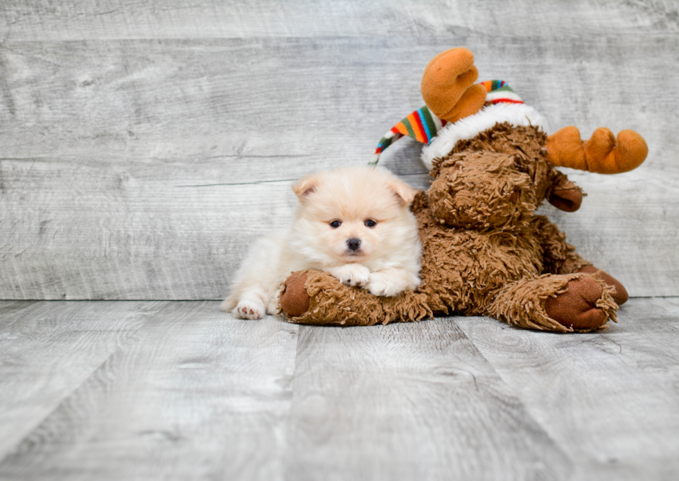 Playful Pomeranian Purebred Pup