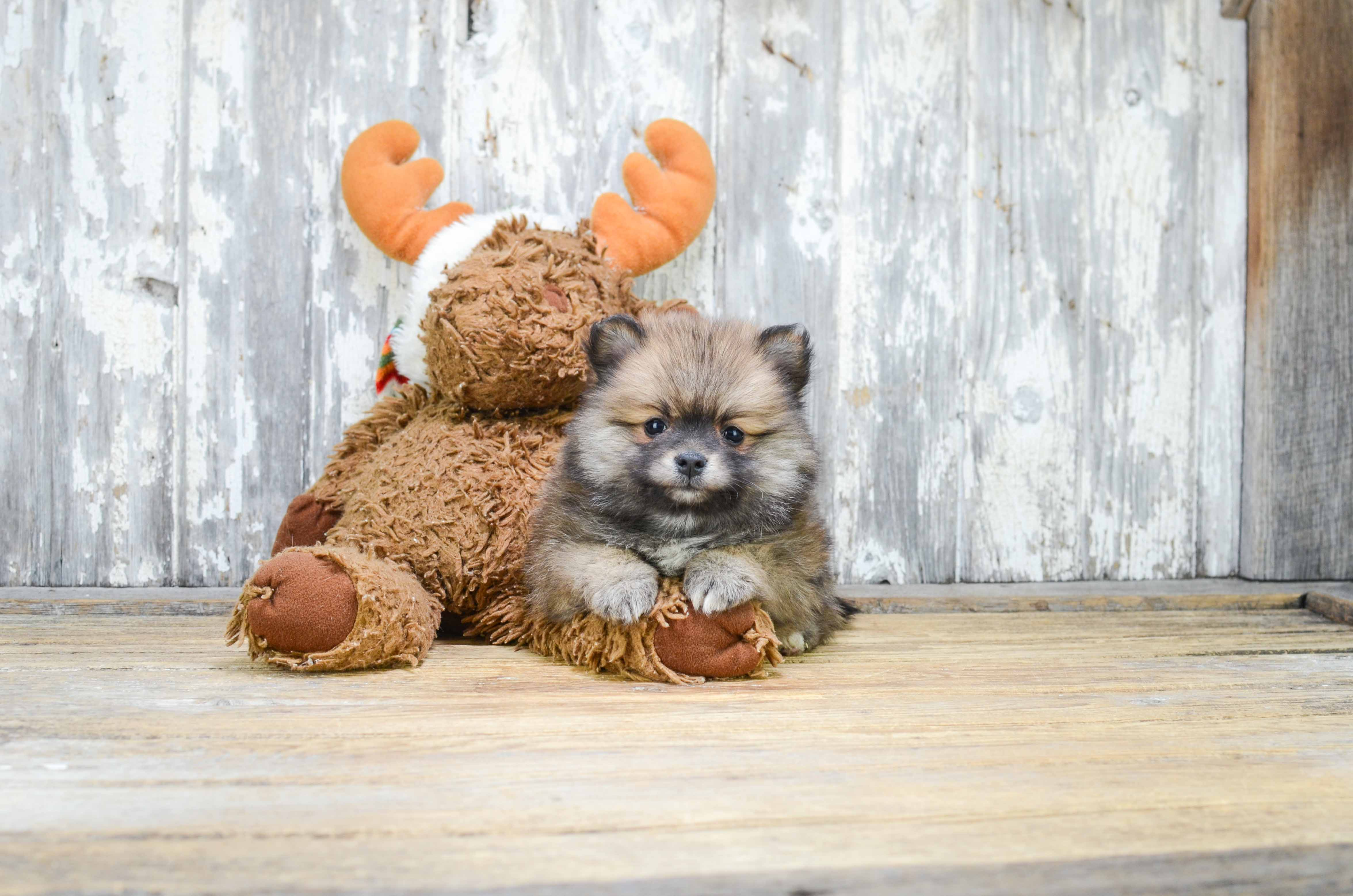 Pomeranian Pup Being Cute