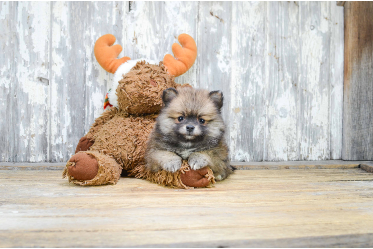 Pomeranian Pup Being Cute