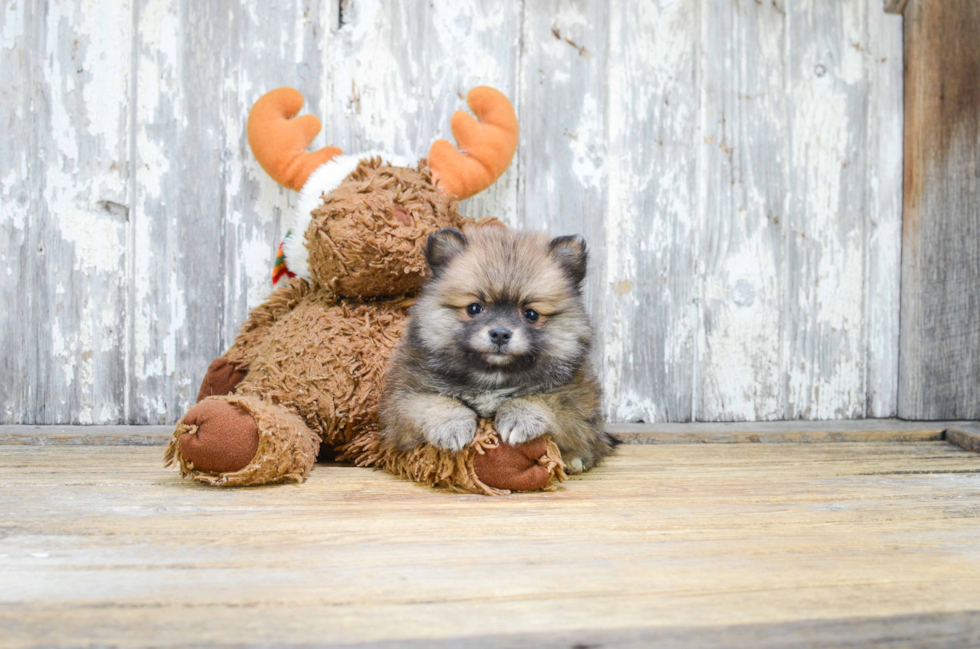 Pomeranian Pup Being Cute