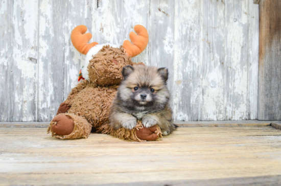 Pomeranian Pup Being Cute