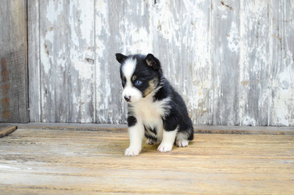 Cute Pomsky Baby