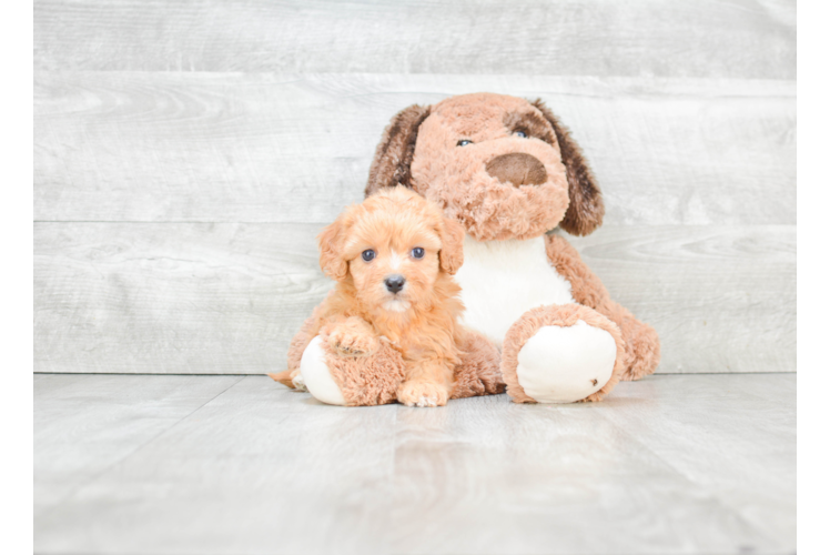 Cute Cavachon Baby