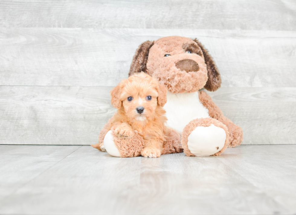 Cute Cavachon Baby