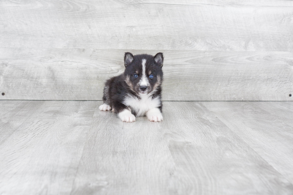 Pomsky Pup Being Cute