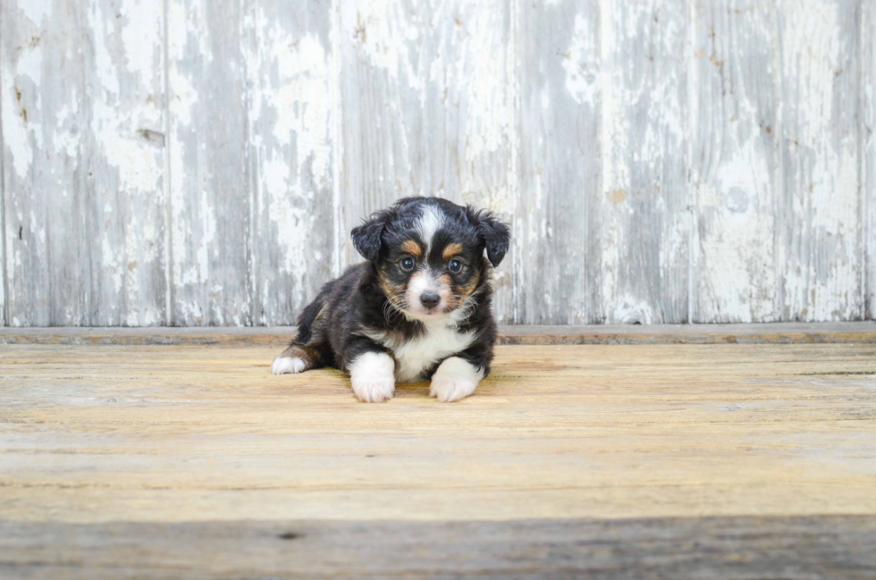 Best Mini Aussiedoodle Baby