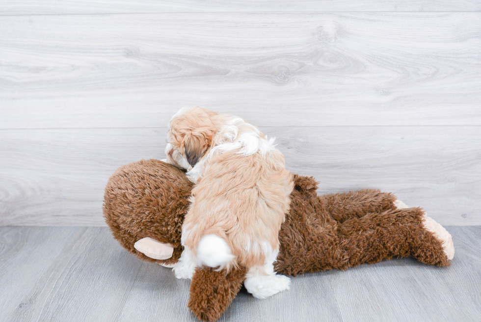 Smart Havanese Purebred Puppy