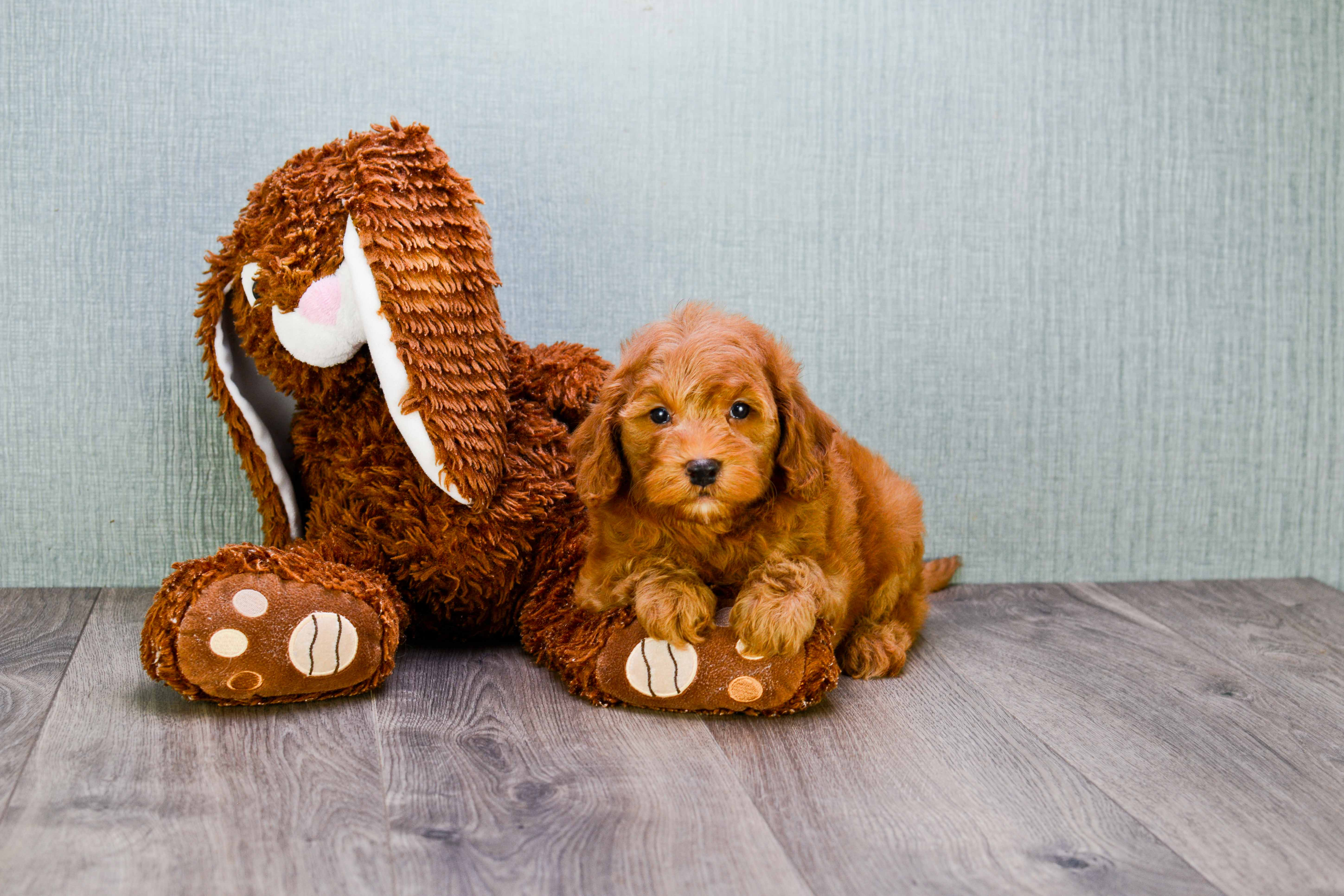Cute Mini Goldendoodle Baby