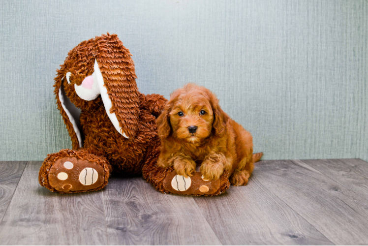 Cute Mini Goldendoodle Baby