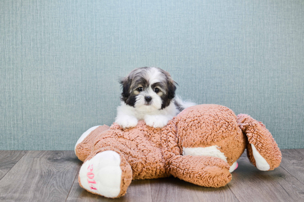 Teddy Bear Puppy for Adoption