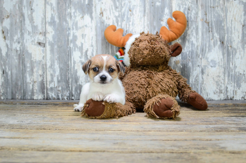 Terrier Mix Pup Being Cute