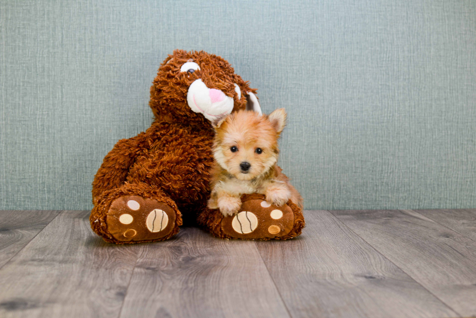 Morkie Pup Being Cute