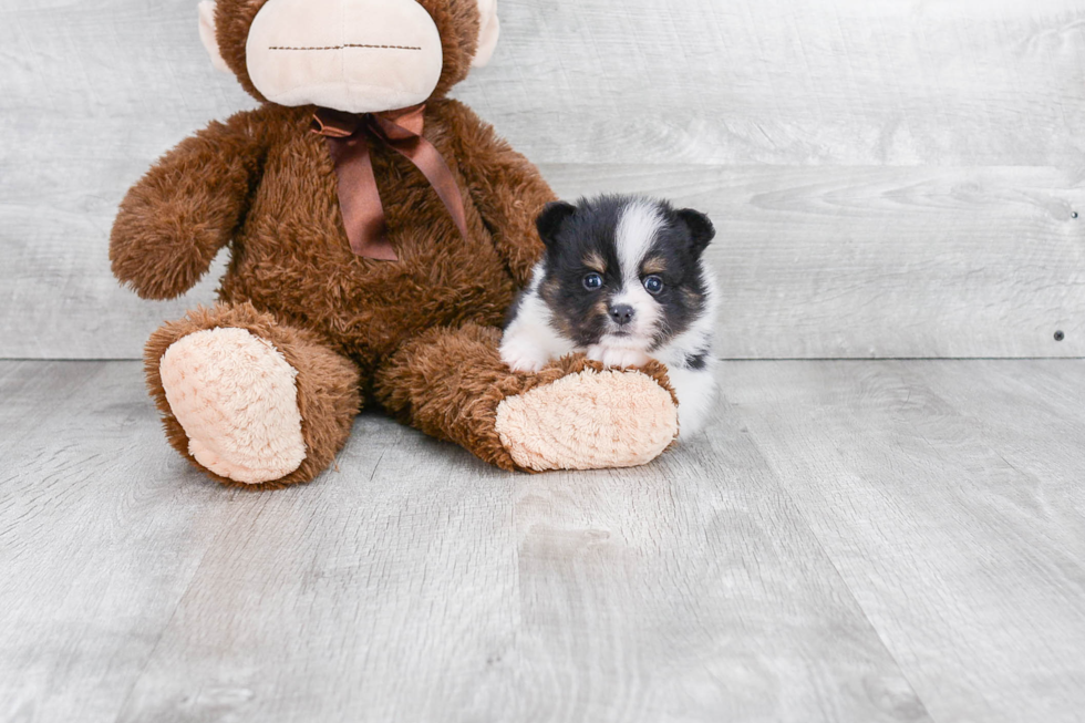 Hypoallergenic Pomeranian Purebred Pup